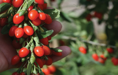Goji jagode (Lycium barbarum) Goji jagode (Lycium barbarum)